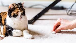how to remove pet stains from a carpet