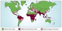 Image result for what is the correlation between sickle cell anemia and malaria in africa? course hero