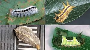 For more than 95 years, caterpillar inc. Look Out Stinging Caterpillar Sightings Have Increased Due To Little Population Burst