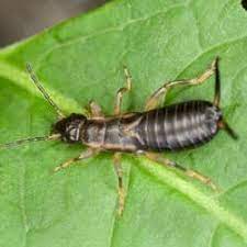 when earwigs are and aren t beneficial