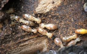 how often should you treat for termites