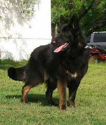 84,208 likes · 6,632 talking about this. German Shepherd Black And Red
