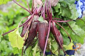 19 Frost Hardy Vegetables To Plant This Fall