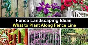 Fence Landscaping Ideas What To Plant