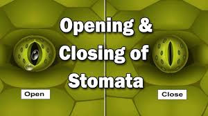 Image result for stomata