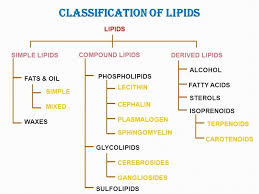 Classification Of Lipids Essential Fatty Acids Adipose