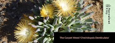 the carpet weed cheiridopsis