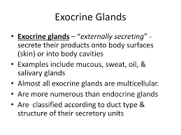 ppt exocrine glands powerpoint