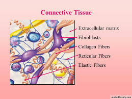 connective tissue pptx d talib