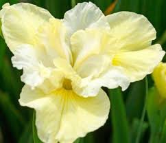 Purchase phlox as a ground cover plant or as tall, flowering plants that bloom from mid to late summer. Yellow Siberian Iris Iris Sibirica Yellowtail Canada Flowers Perennials Iris Bloom