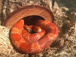 Corn Snake Pet Care Advice And Tips For Beginners Snakes