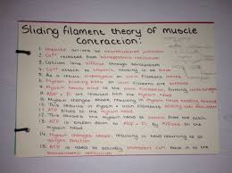 Sliding Filament Theory Of Muscle Contraction Revision Card