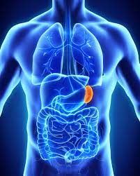 El bazo es un órgano presente en casi todos los vertebrados.forma parte del sistema linfático y es el centro de actividad del sistema inmune, facilita la destrucción de glóbulos rojos y plaquetas viejos o caducos y durante el periodo fetal participa en la producción de hematíes nuevos (hematopoyesis). El Bazo Organo Linfoide Misistemainmune