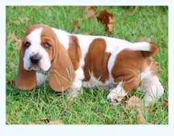Bella and her siblings live in the house with our family. The Single Most Important Thing You Need To Know About Basset Hound For Sale Dog Breed