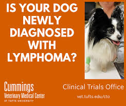 The most common tell tale signs of lymphoma specifically is swelling where the lymph nodes are located, such as under the jaw, the bottom of the neck swollen lymph nodes don't mean your dog definitely has lymphoma, froman says. Immunotherapy Drug Combinations In The Treatment Of Canine Lymphoma Clinical Trials Office