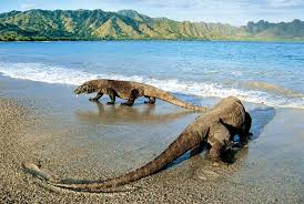O dragão de komodo é um réptil que vive nas ilhas komodo e suas ilhas adjacentes, na indonésia. See Comodo Dragons Parque Nacional De Komodo Dragao De Komodo Parque Nacional