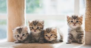orphan kitten care how to care for