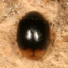 tiny round beetle diomus terminatus