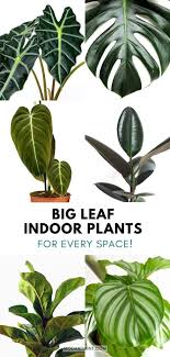 10 Big Leaf Plants Stunning Indoor