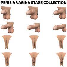 Penises and vaginas