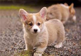 Puppies are planned summer/fall 2021. Corgi Puppies Oregon Petsidi