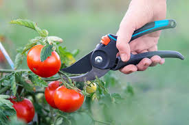 to prune your tomato plants