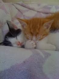 Since 1979, we have been sheltering animals and placing them into loving homes; Oregon Humane Society Cats 2021 At Cats Www Addlab Aalto Fi