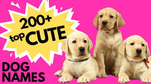 cute dog names new puppy names