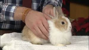 every bunny counts rabbit rescue