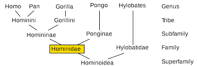 Hominidae Wikipedia