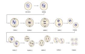 ual reion and meiosis edexcel