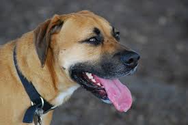 Πόσοι σκύλοι υποφέρουν από Νεφρική Ανεπάρκεια;