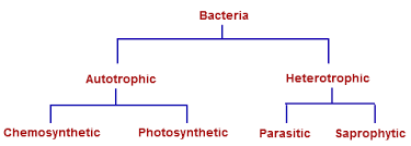 Resultado de imagen de bacteria classify