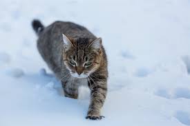 outdoor cats warm and safe in winter