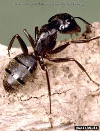 ants bonide