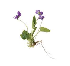 It's quite hardy and easy to grow. Weed Avengers Identifying Wild Violet Landscape Management