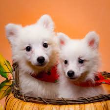 7 facts about american eskimo dogs
