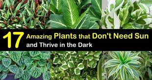 17 Amazing Plants That Don T Need Sun