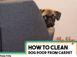 how to get dog out of carpet 6