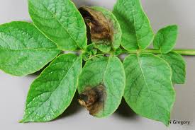 Weather Favorable For Late Blight In Tomato And Potato