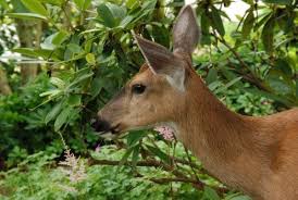 keep deer from damaging your orchard