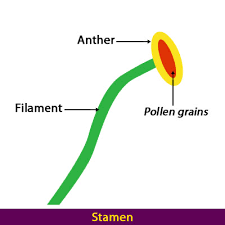 Female parts=6/5 stigma ovary stamen ovules male parts =3/2 anther filament carmen these are some of the male and female parts of a flower. Parts Of A Flower Flower Parts Flower Structure Science Lessons