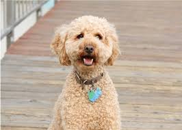 English goldendoodles are typically very. The Top 3 Labradoodle Haircut Styles For 2019 The Dog People By Rover Com