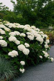 You can also plant decorative bushes with various colors of leaves such as. 8 Best Perennial Shrubs Diy