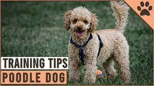 how to train a poodle dog world you
