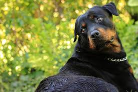 Life expectancy depends on the tumor's size, grade, and the dog's condition at diagnosis. Osteosarcoma Bone Cancer In Dogs Petcure Oncology