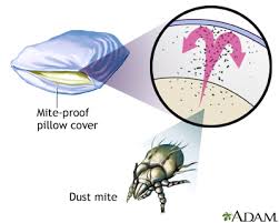 allergies asthma and dust information