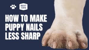 puppy nail t stop bleeding