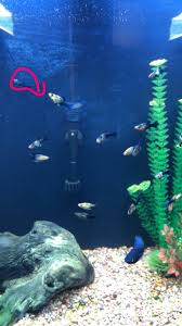 Molly Fry Wont Grow My Aquarium Club