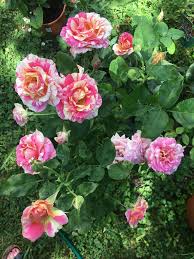Rose Rosa Claude Monet